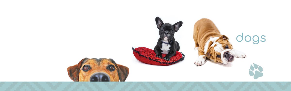 Dog - Vet X incorporated