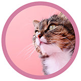 VetX collection all products for cat treats