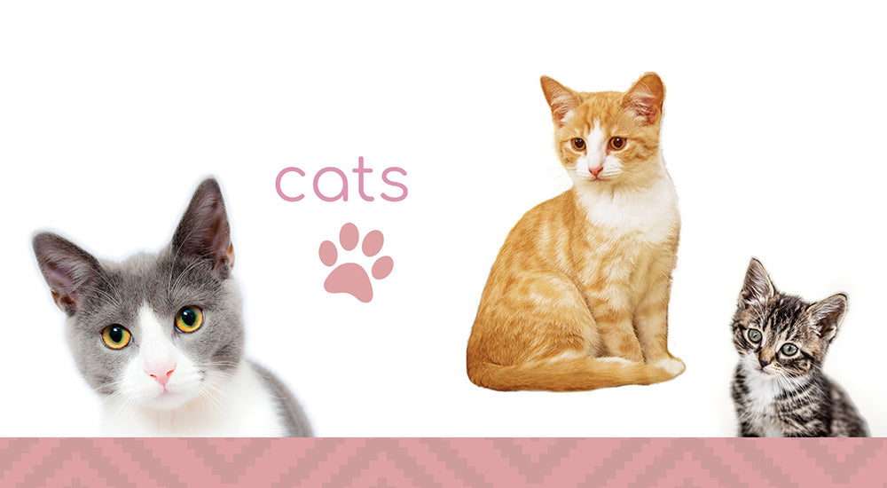 Vet X collection all products for cats