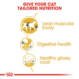 Royal Canin | Siamese | Adult | VetX