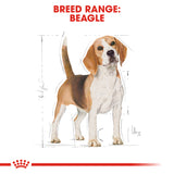 Royal Canin | Beagle Adult | VetX