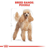 Royal Canin | Poodle Adult | Wet Food Pouch | VetX