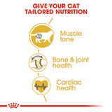 Royal Canin | British Shorthair | Adult | VetX