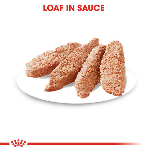 Royal Canin | Dog | Exigent Wet Loaf